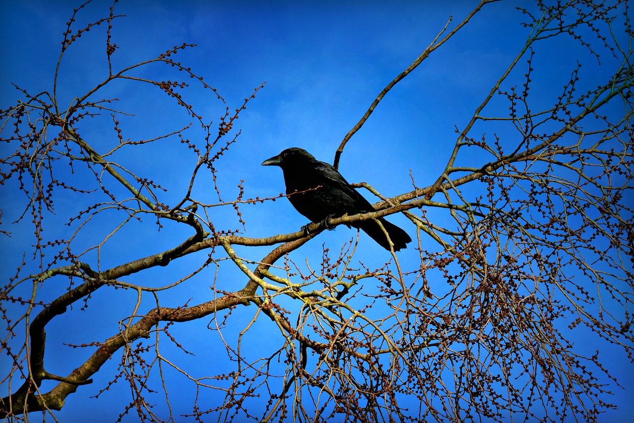 crow  bird  animal free photo