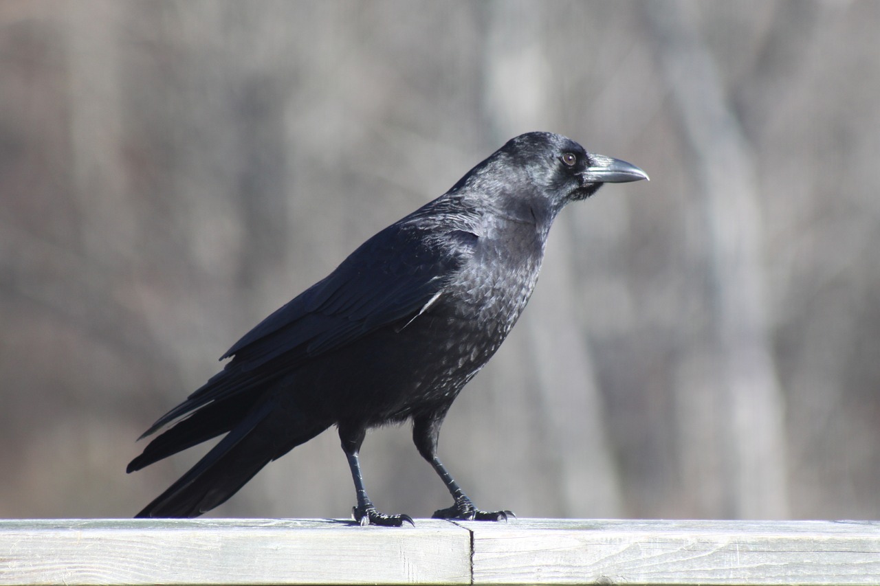 crow  railing  standing free photo