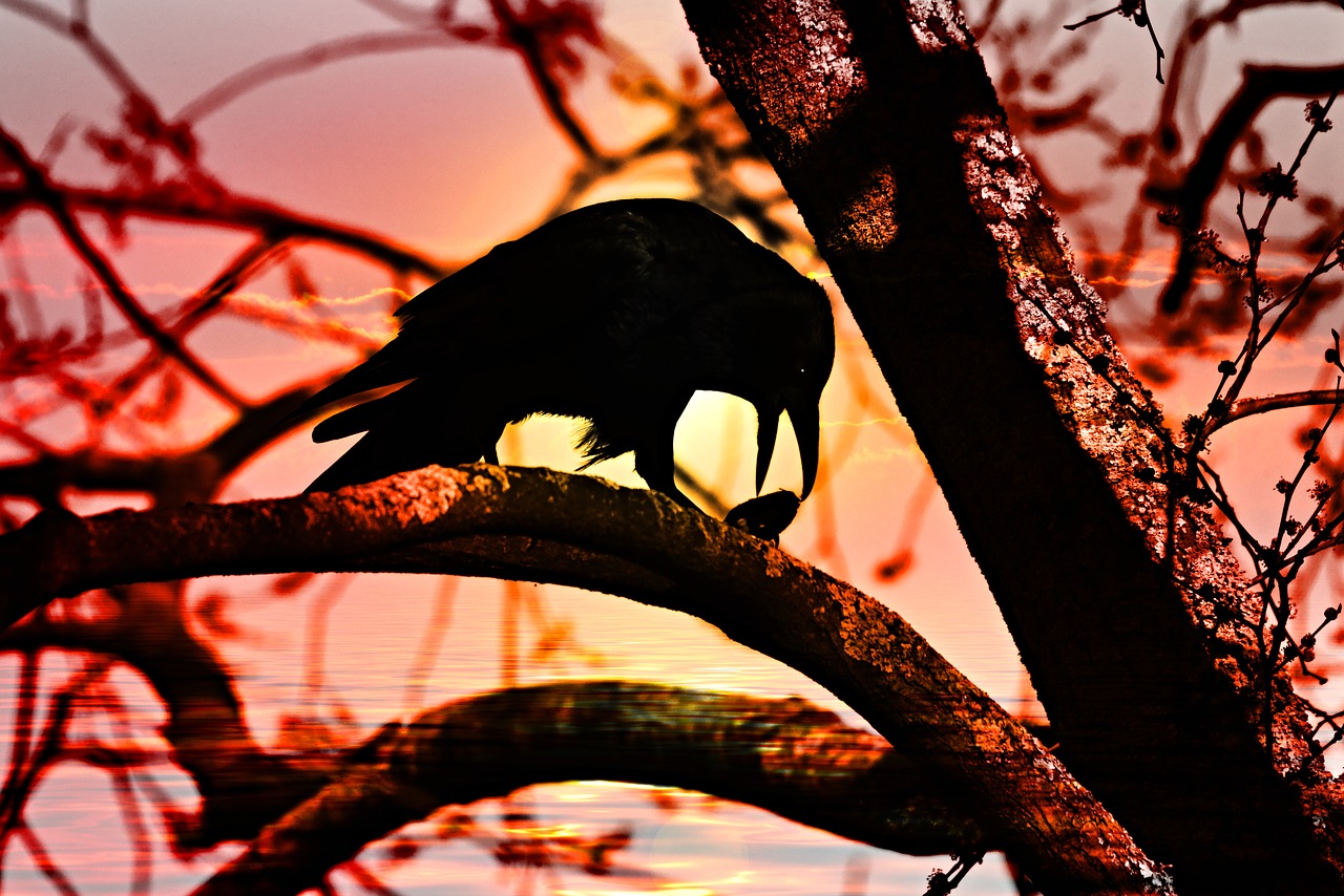 crow  bird  corvus free photo