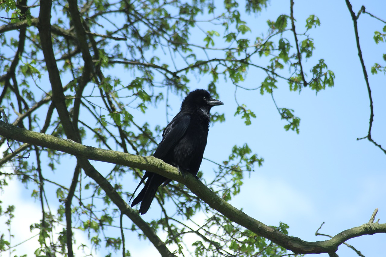 crow bird sky free photo