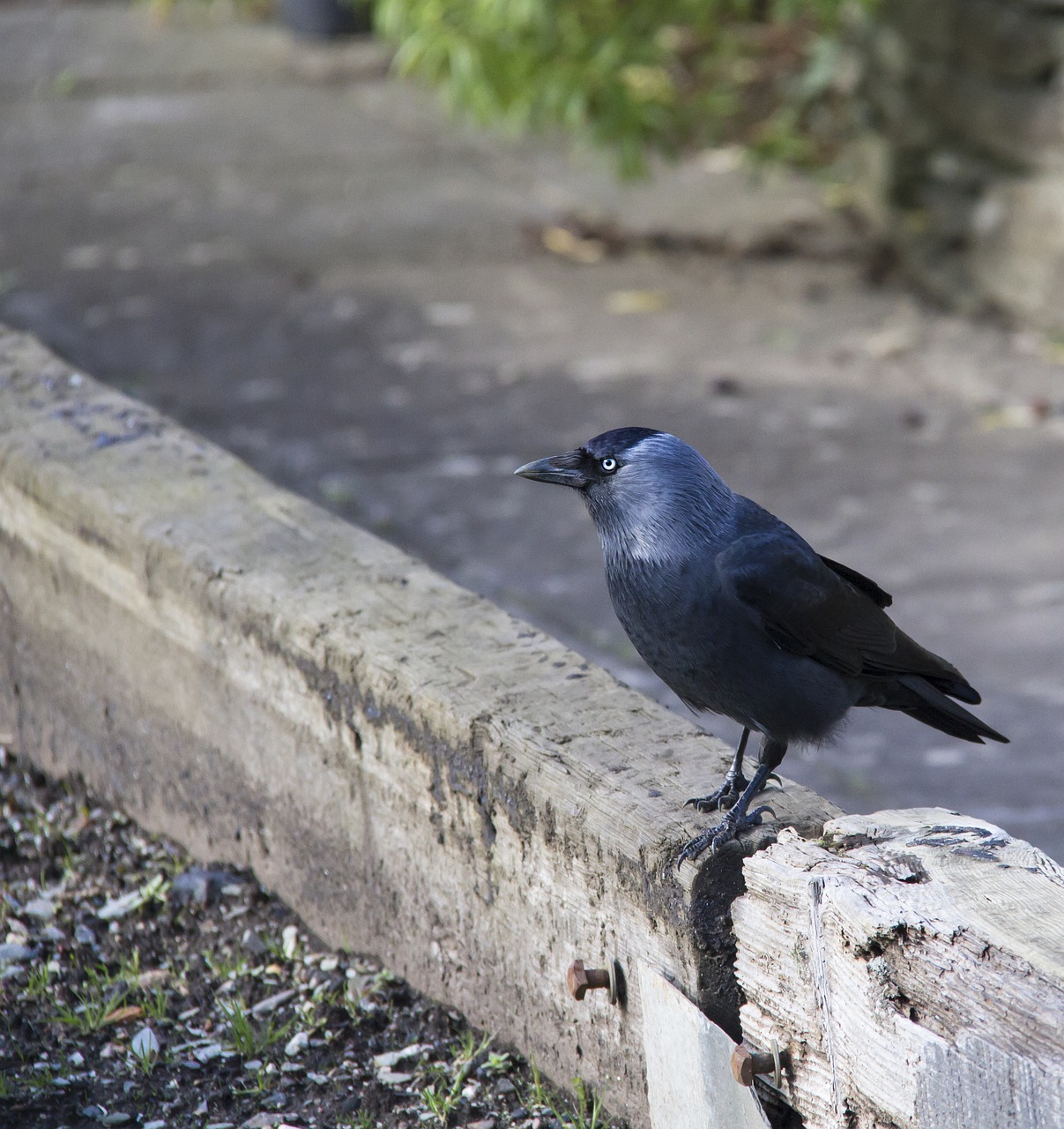 crow  bird  black free photo