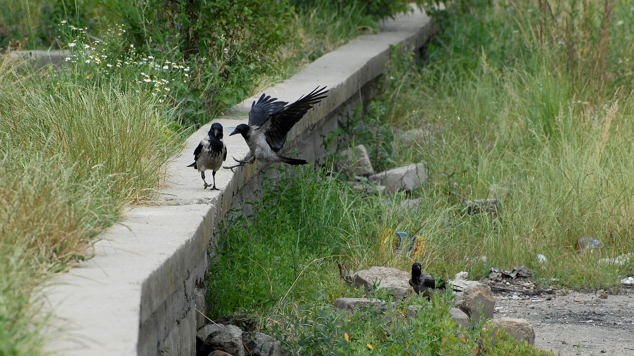 crow  birds  raven free photo