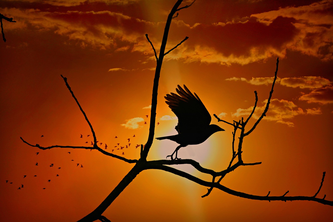 crow  bird  corvidae free photo