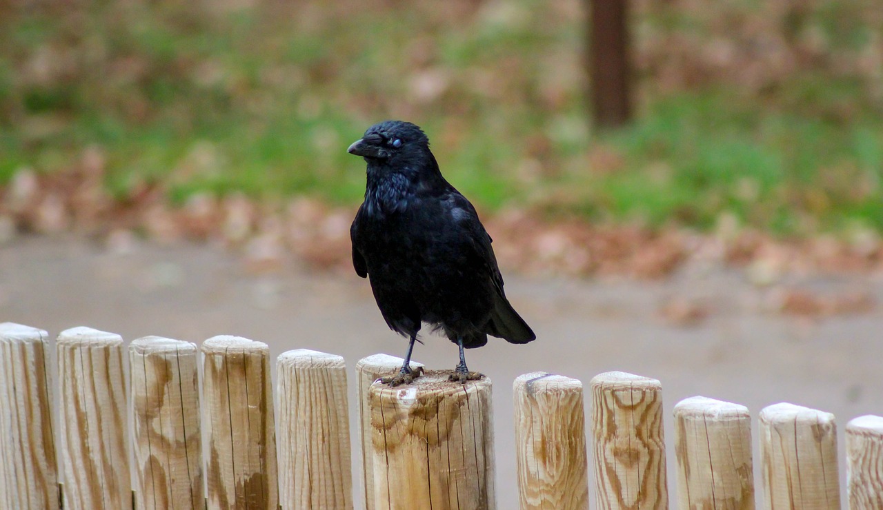 crow  fence  black free photo