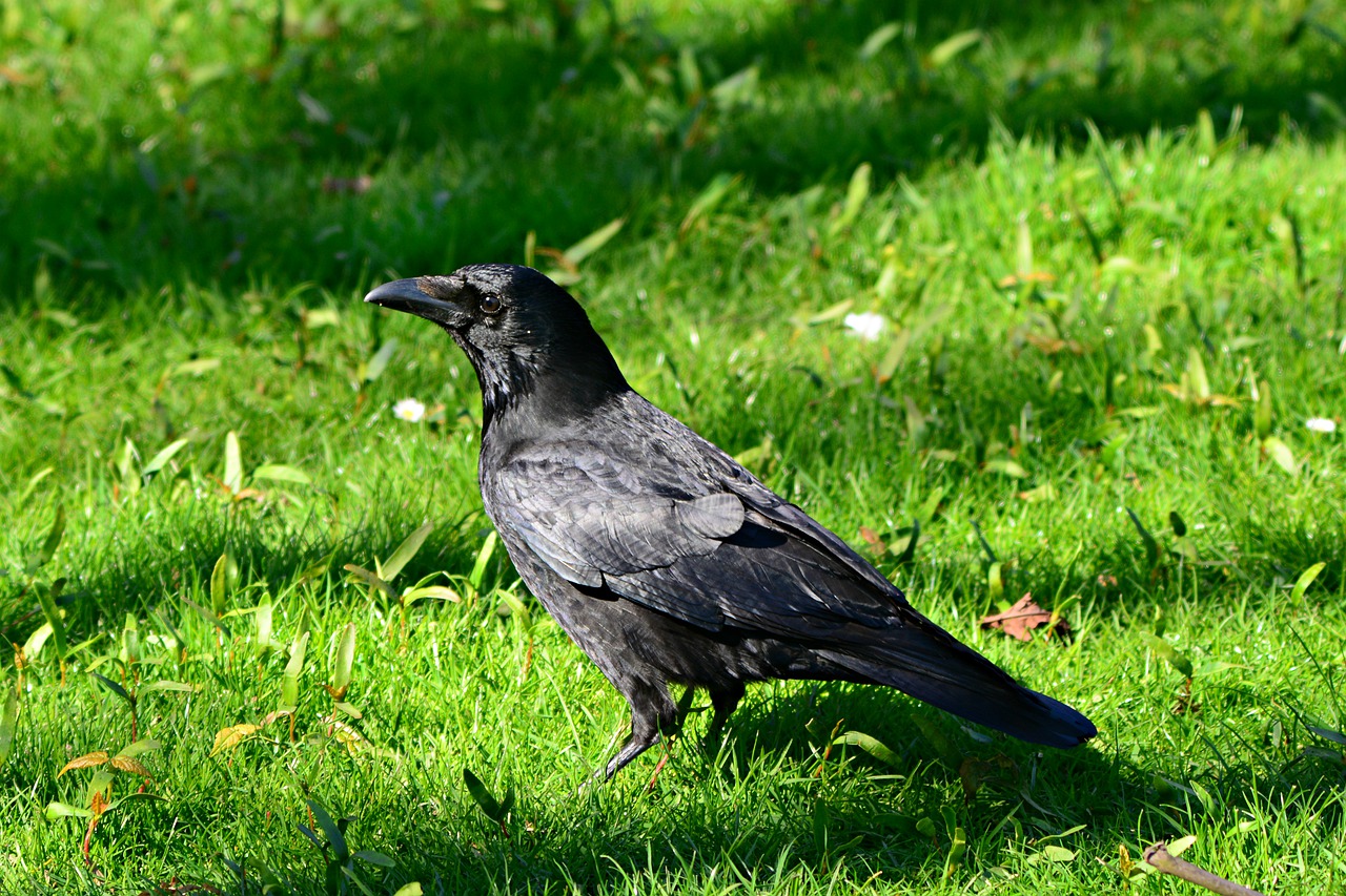 crow  bird  animal free photo