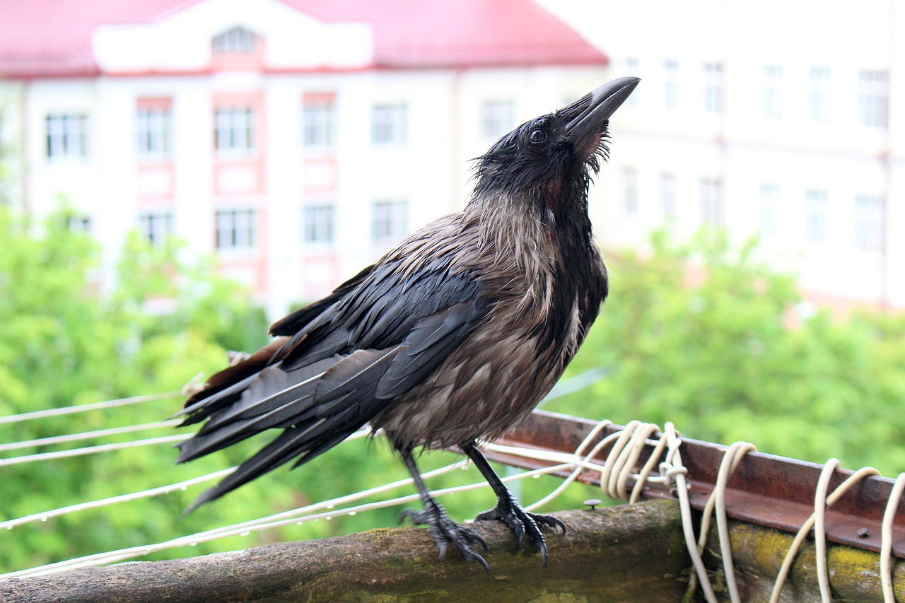 crow  bird  balcony free photo