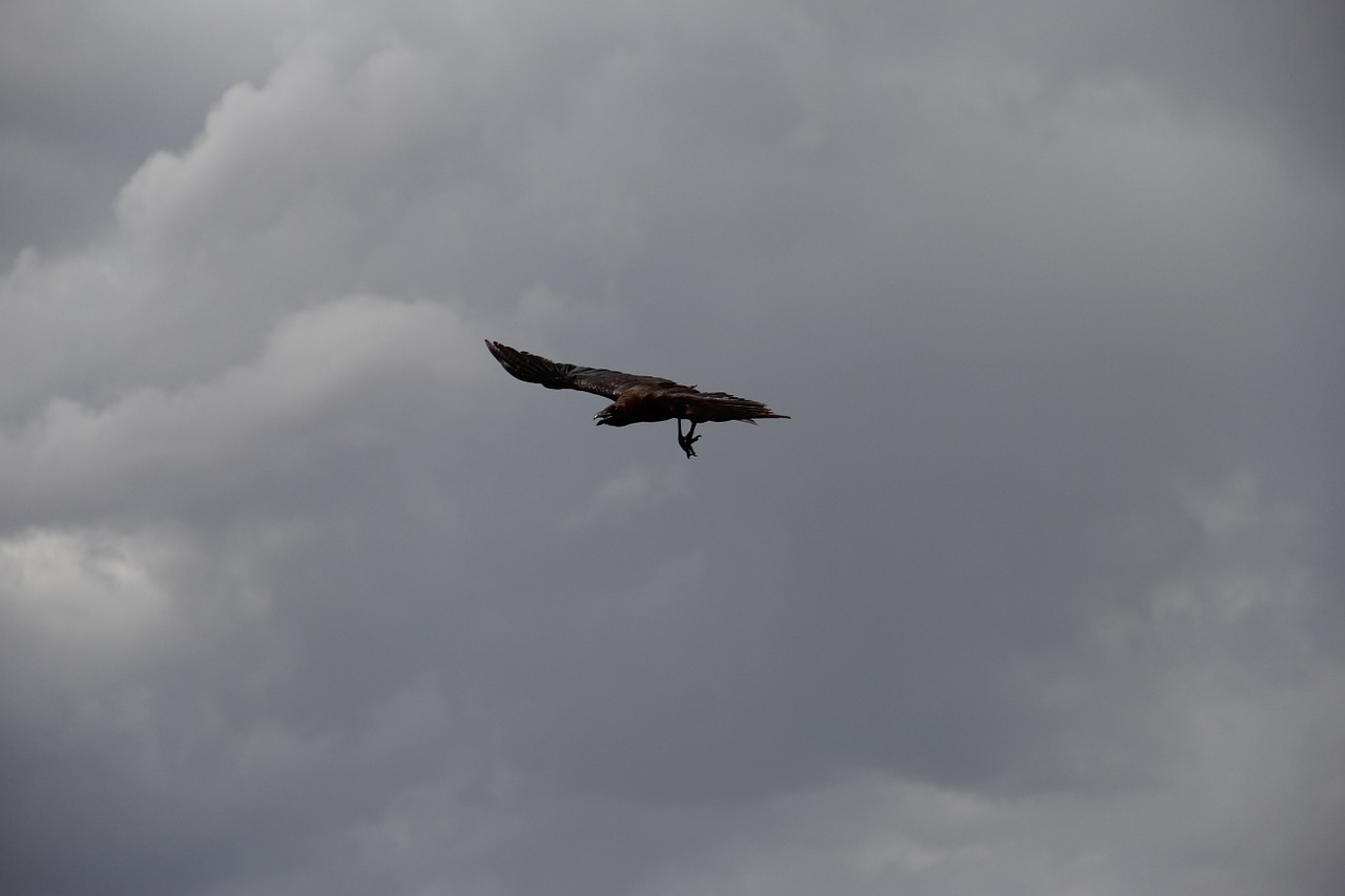 crow raven bird free photo