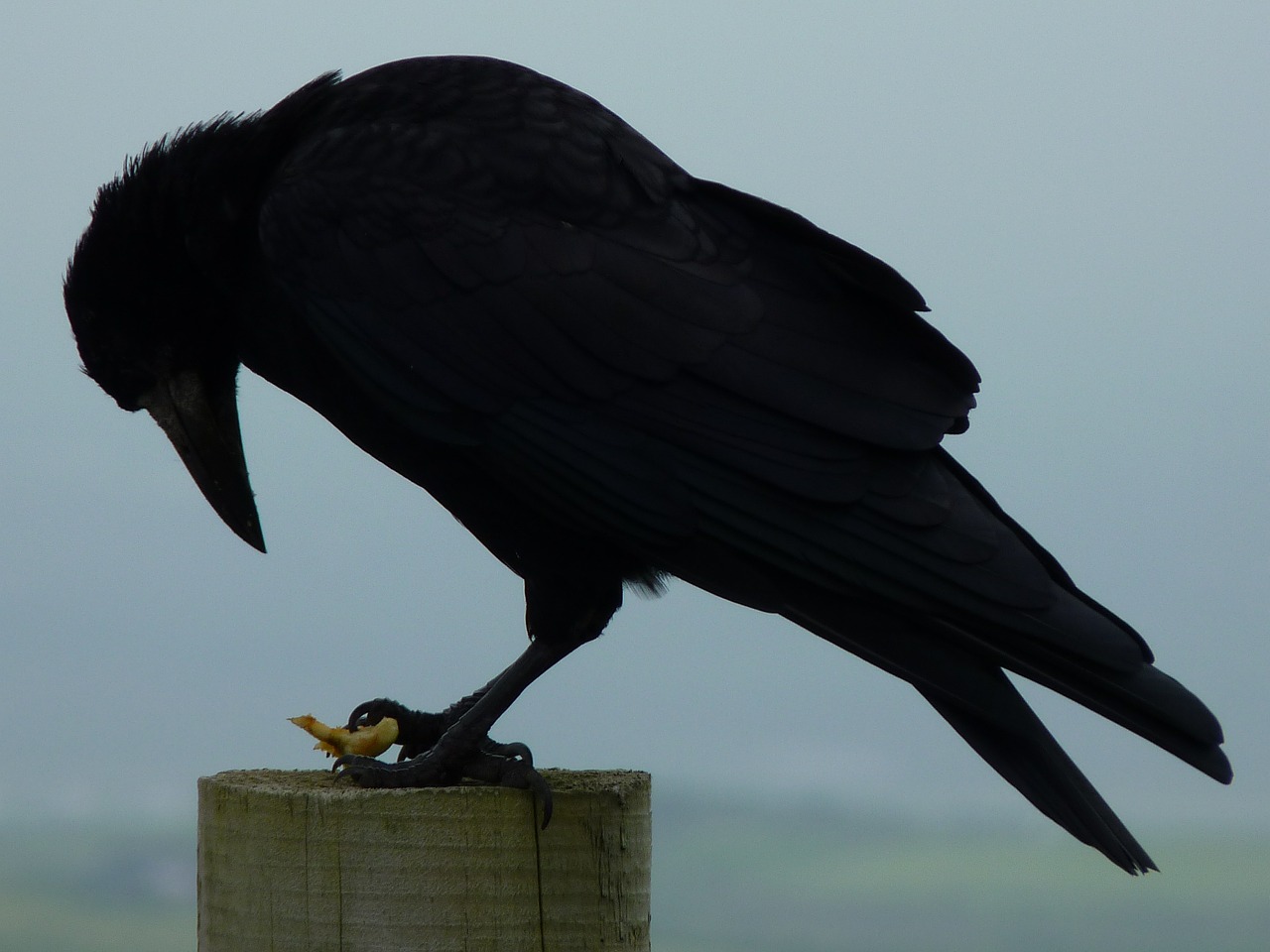 crow raven bird black free photo