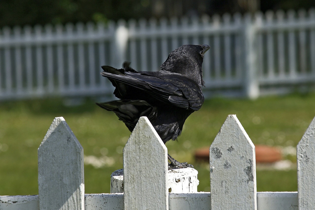 crow fence bird free photo
