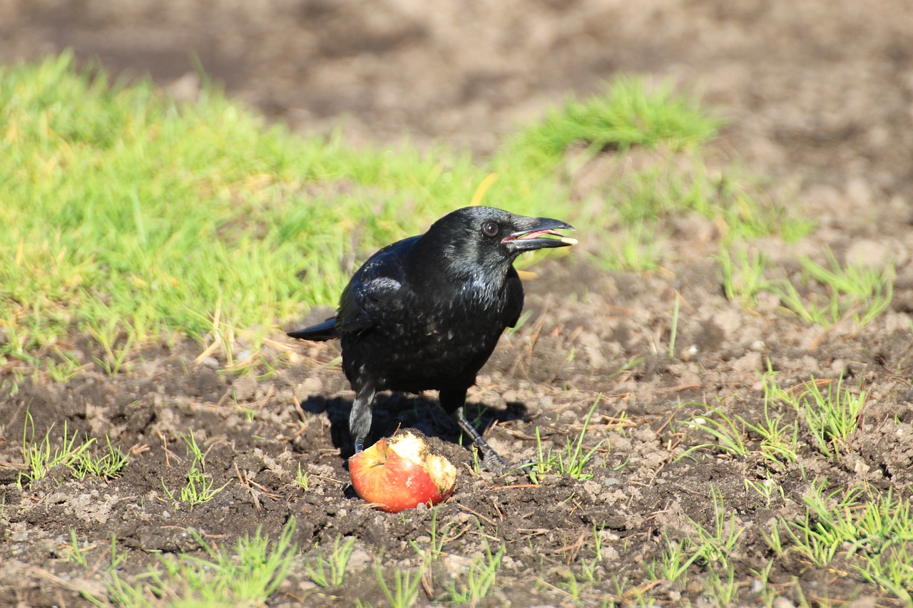 crow raven raven bird free photo