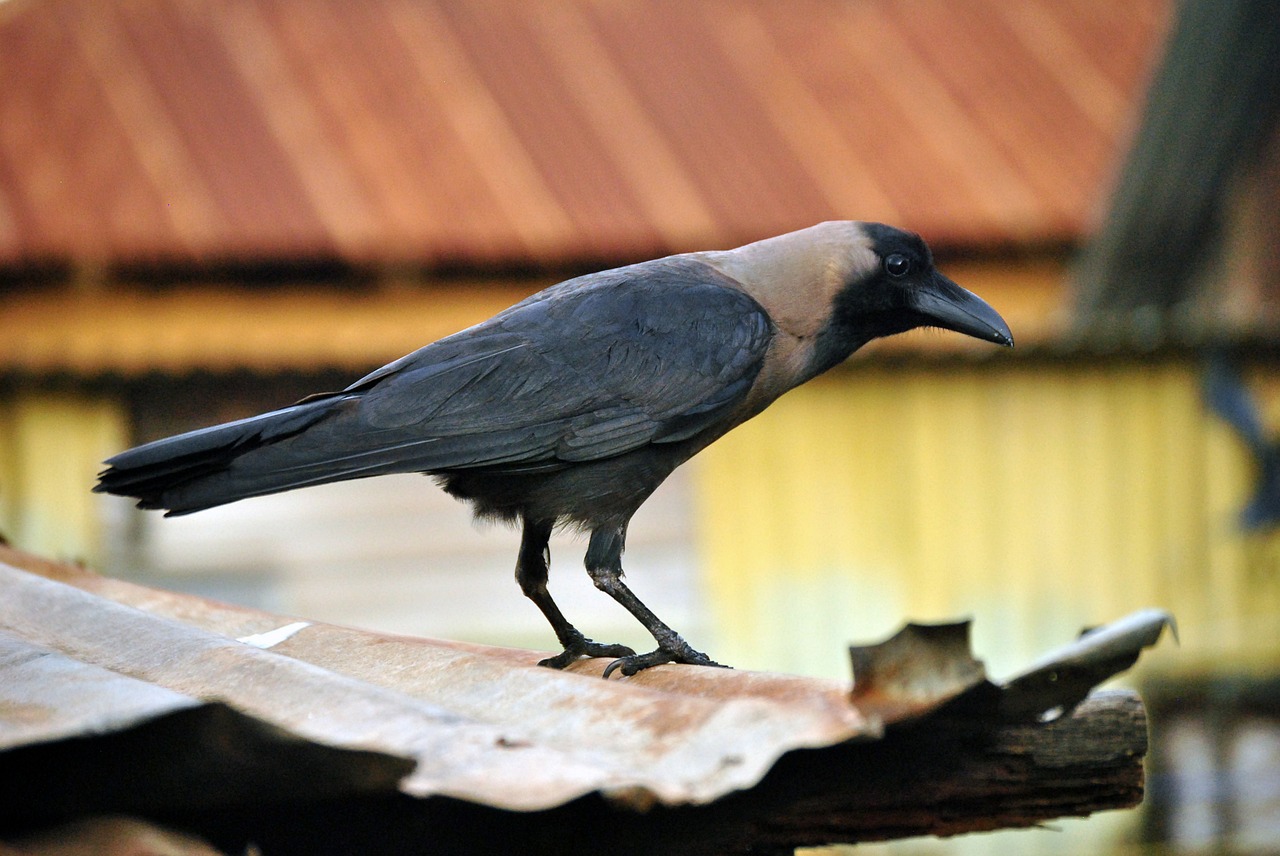 crow bird black free photo