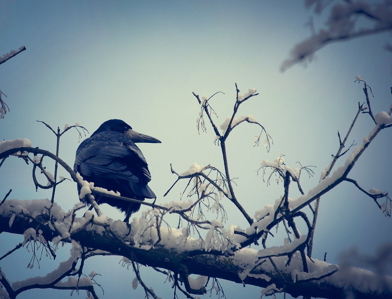 crow winter bird free photo