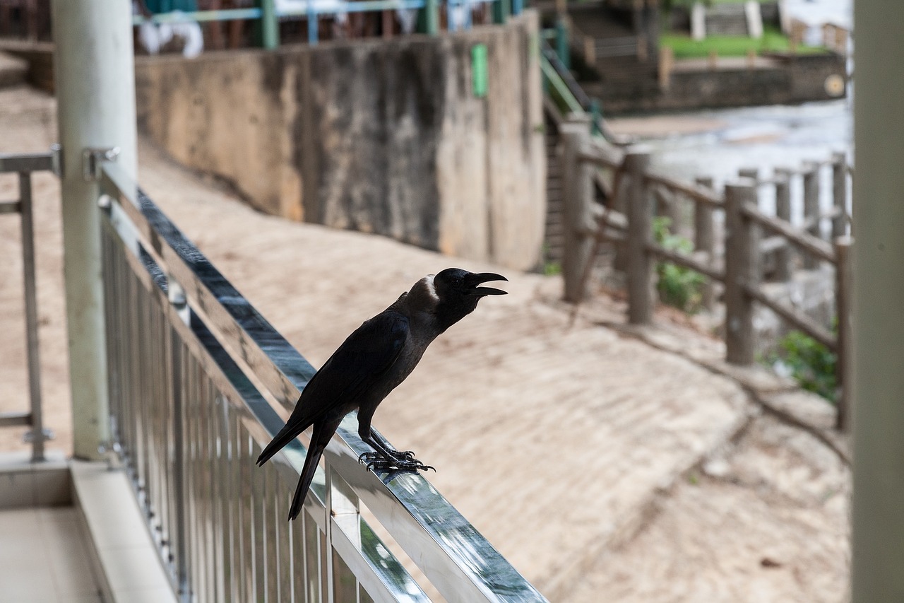 crow ave animal free photo