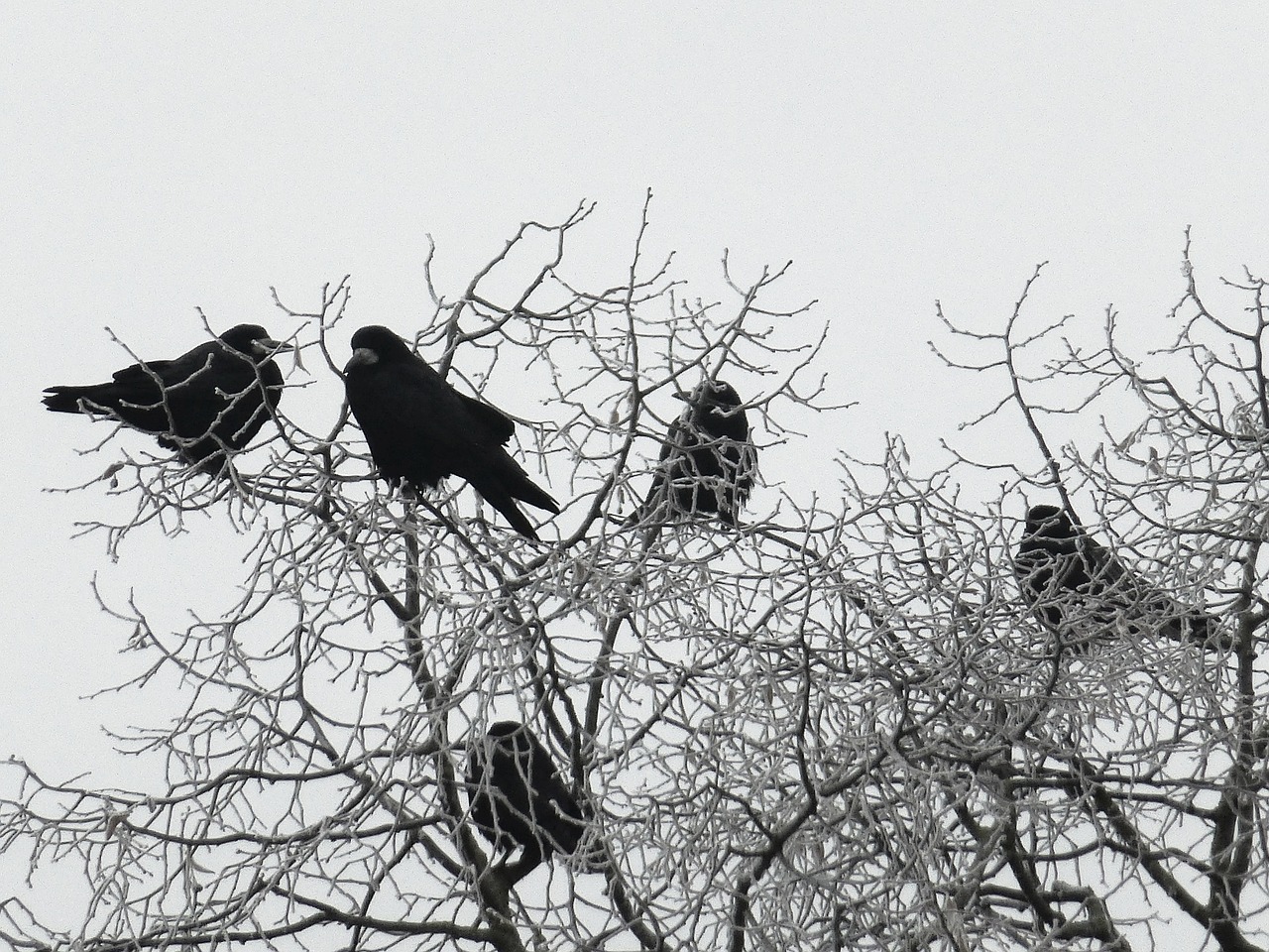 crow winter wintry free photo