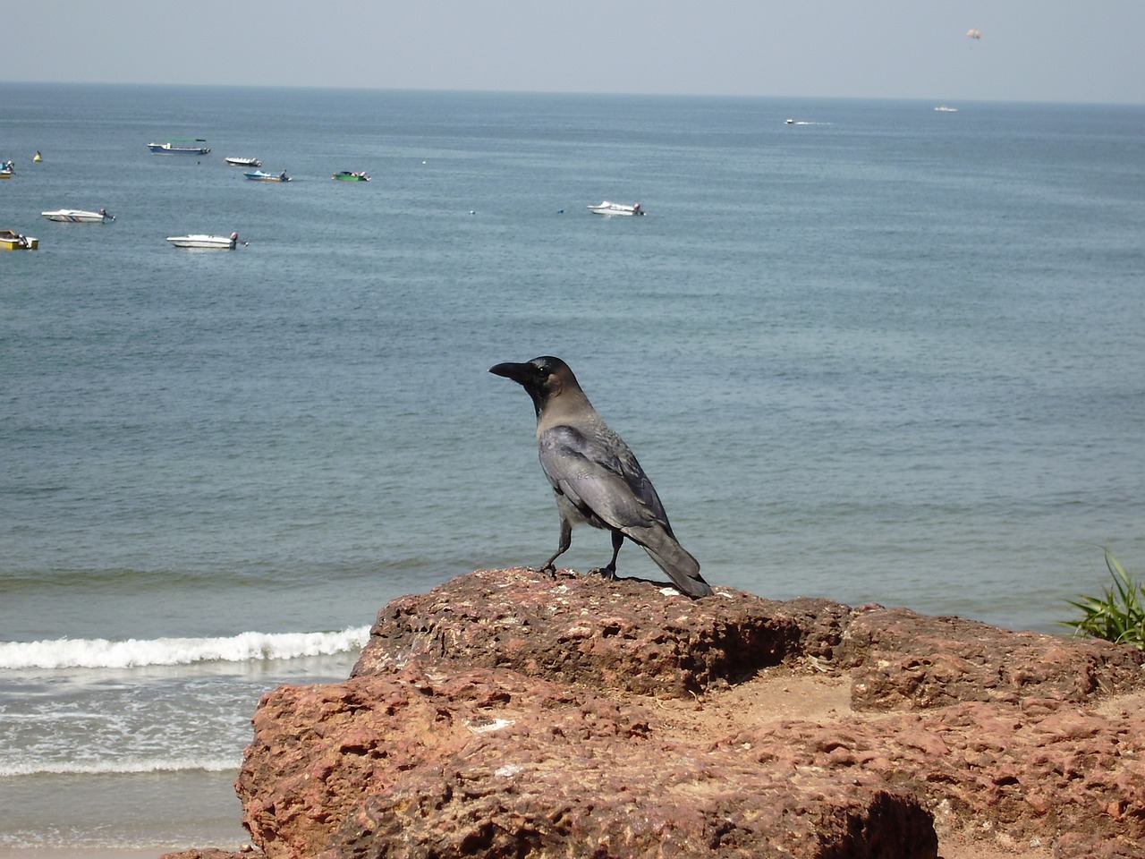 crow bird india free photo
