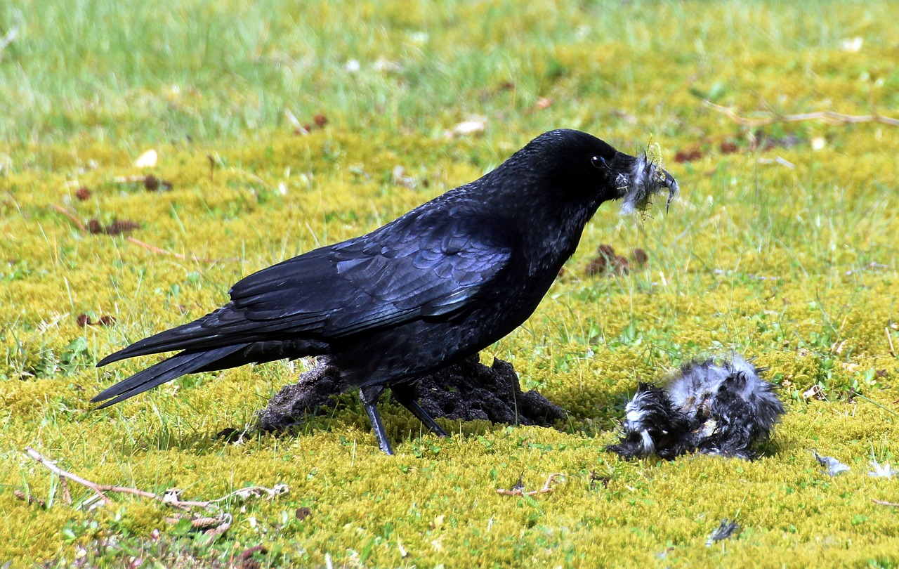crow raven raven bird free photo