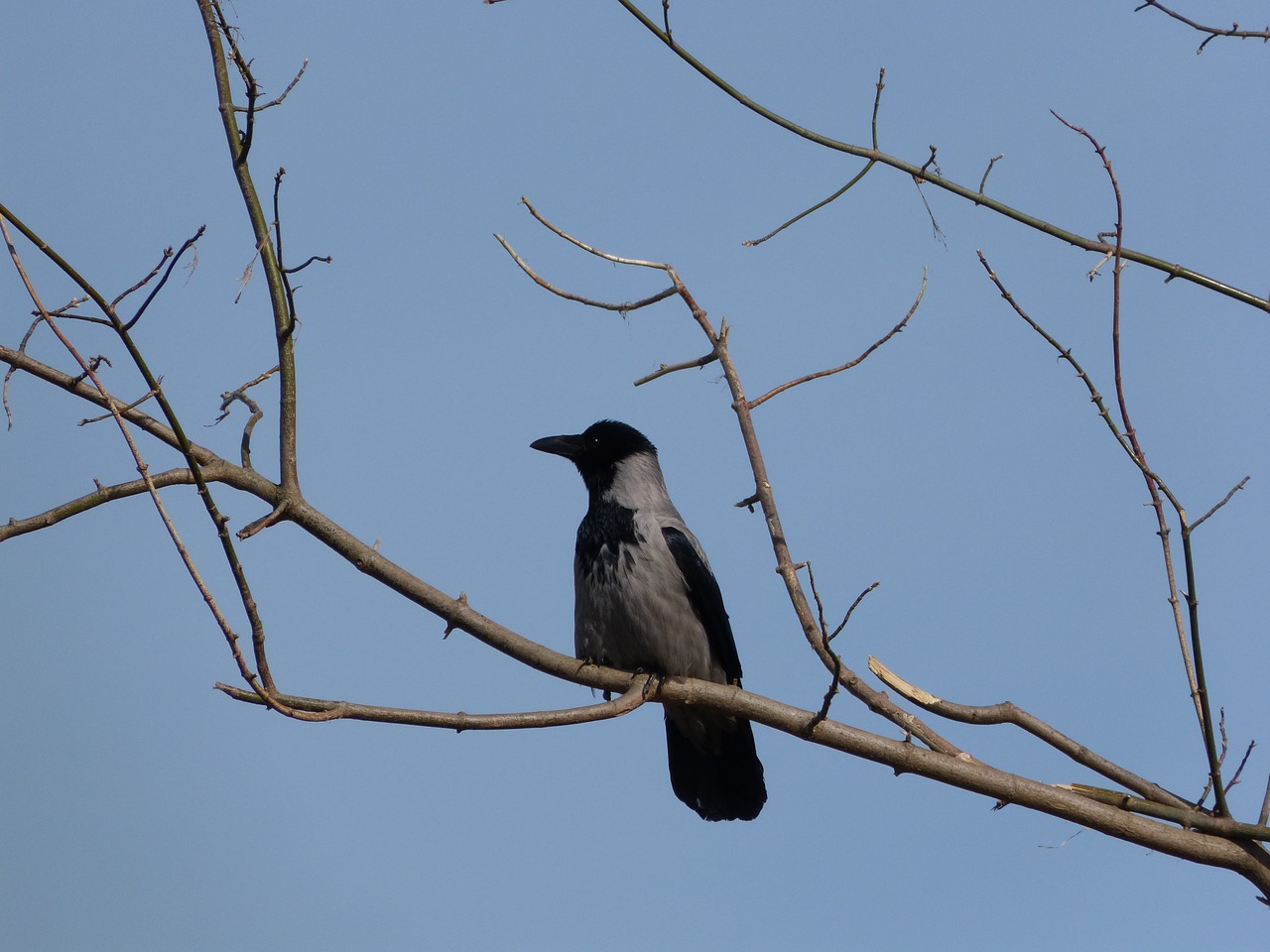 crow branch tree free photo