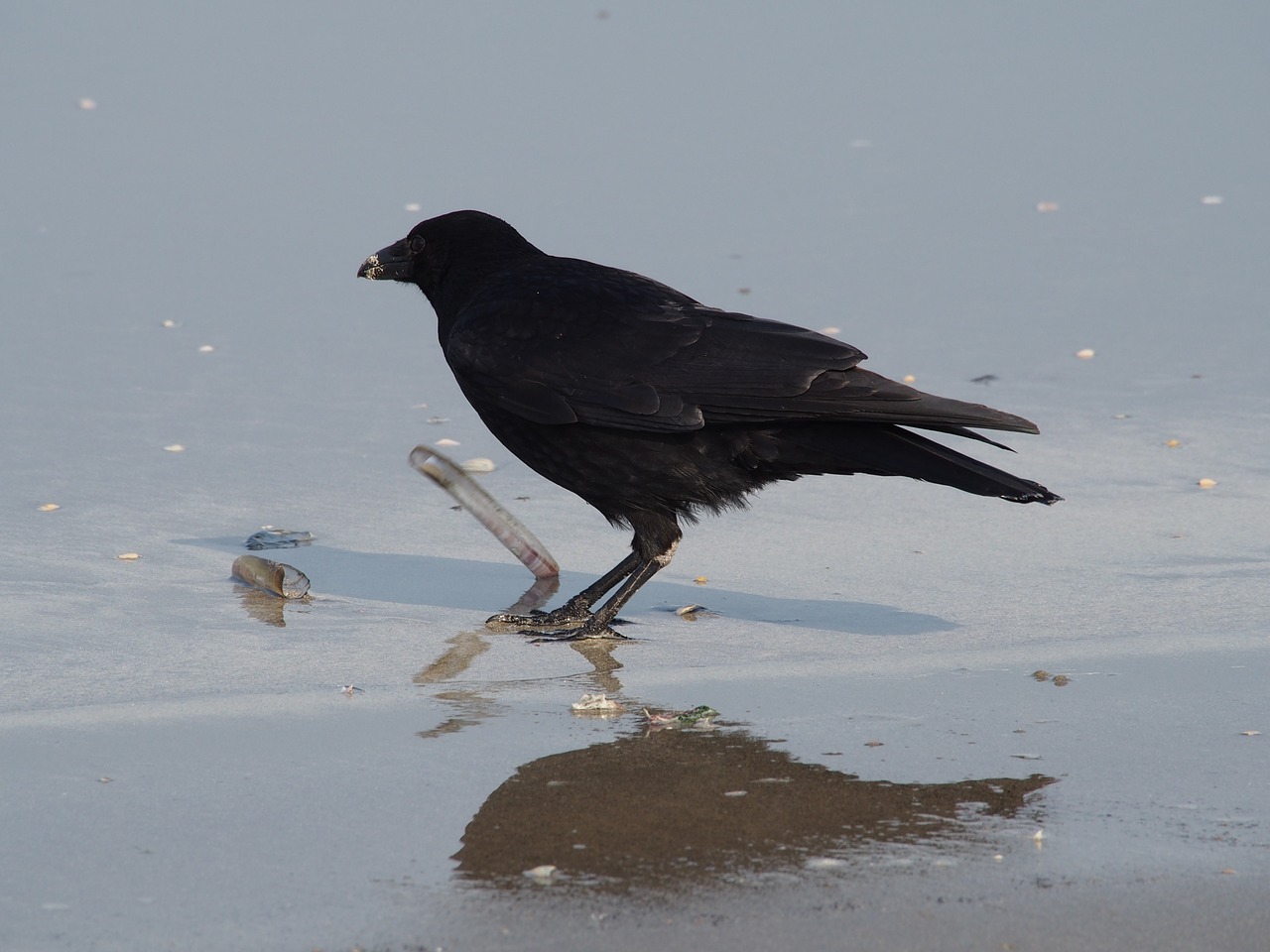 crow eating shell free photo