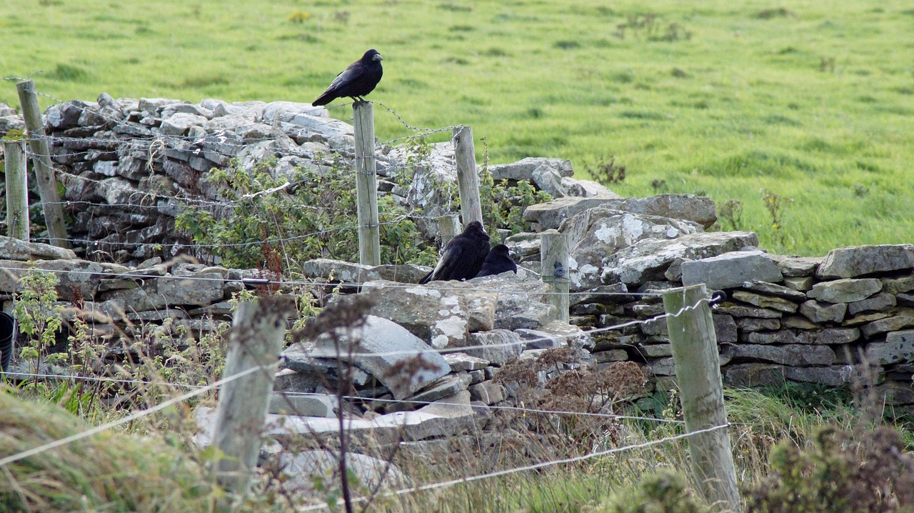 crow stone wall stone free photo