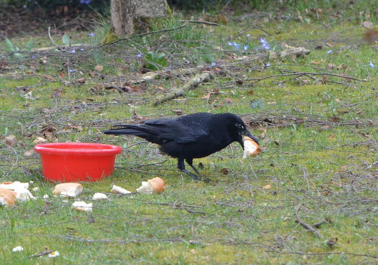 crow bird raven bird free photo