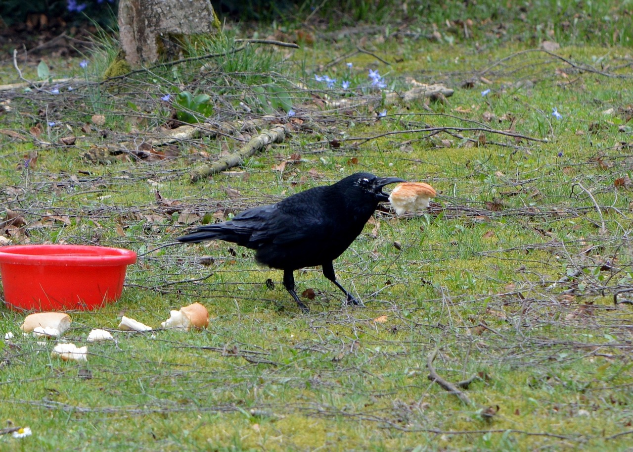 crow bird raven bird free photo