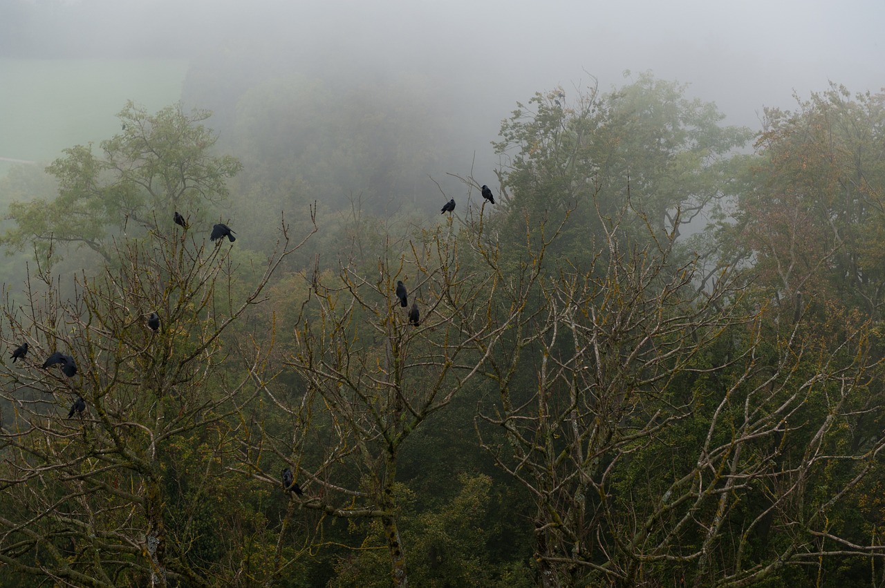 crow forest fog free photo