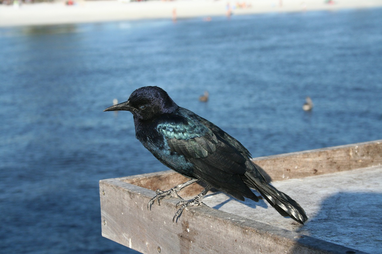 crow bird beach free photo