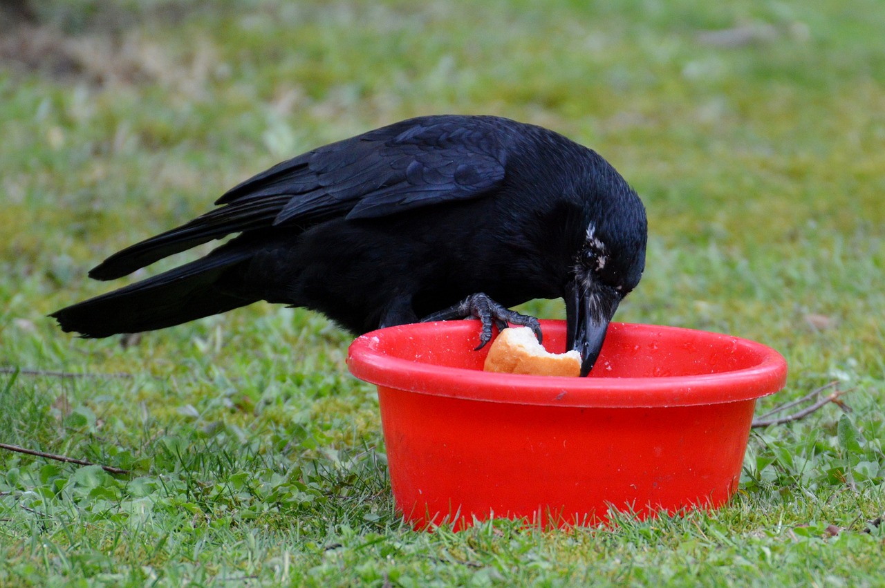 crow raven raven bird free photo