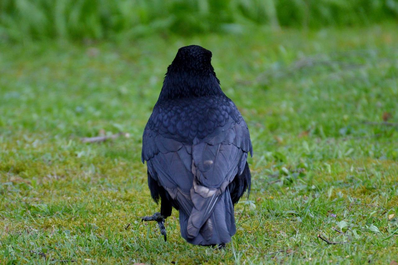 crow raven raven bird free photo