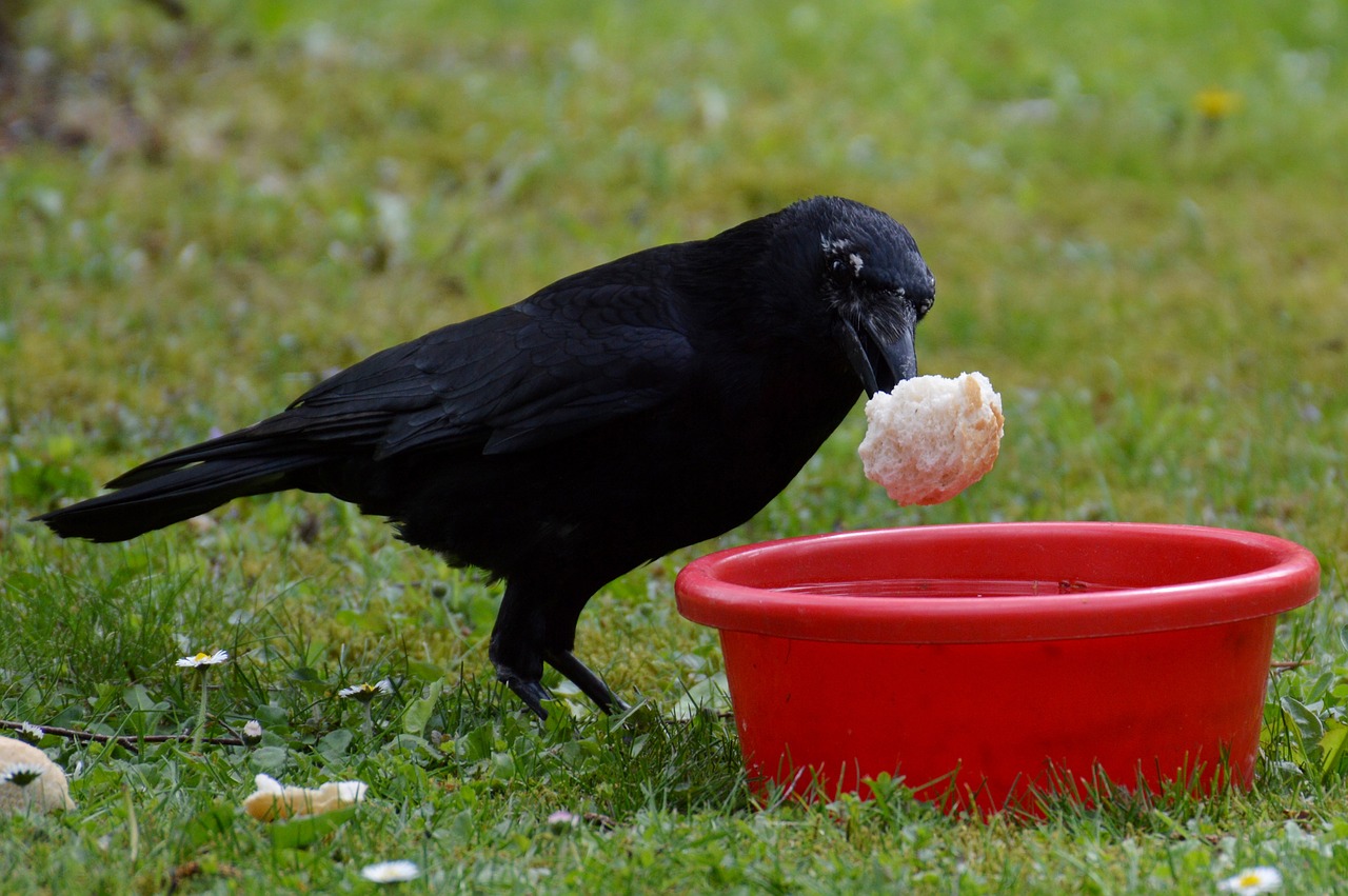 crow raven raven bird free photo