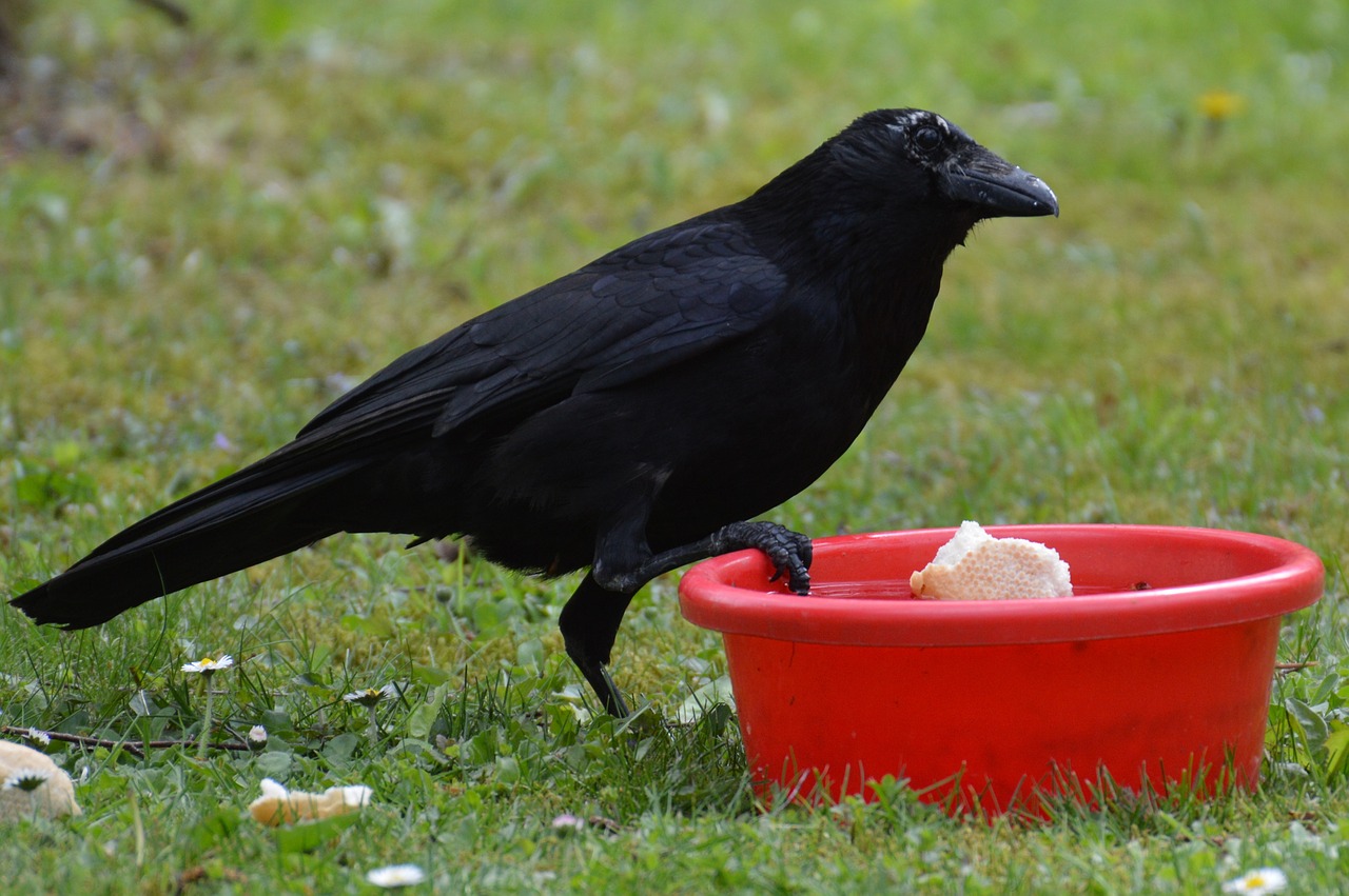 crow raven raven bird free photo