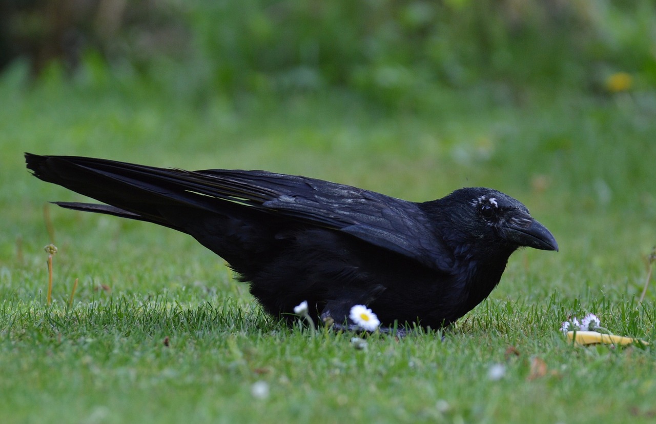 Crow Raven Raven Bird Black Bill Free Image From