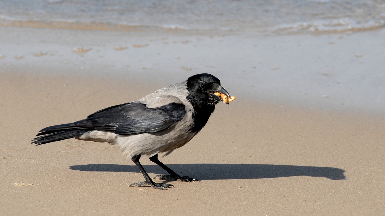 crow food beach free photo