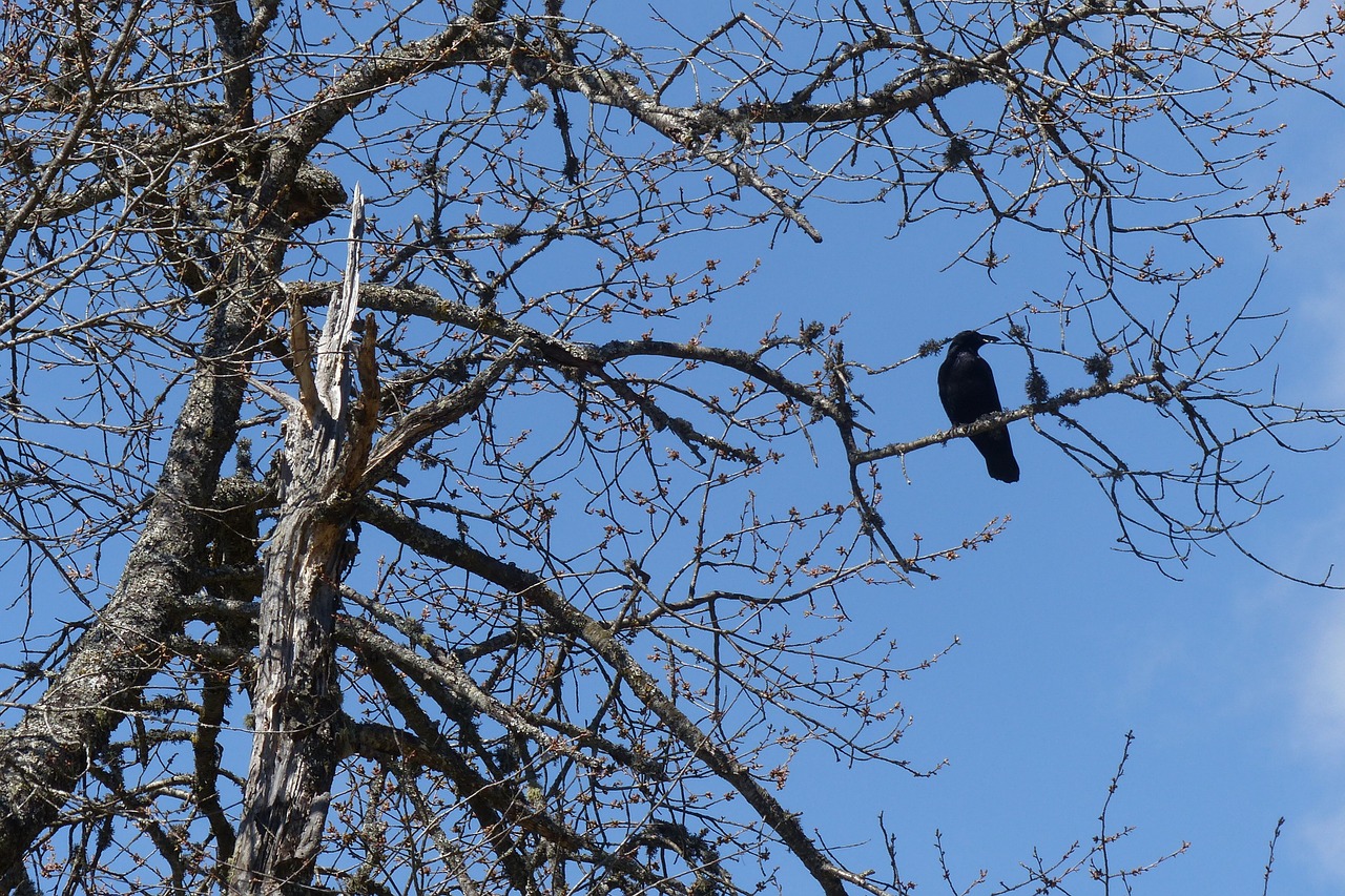 crow aesthetic apple tree free photo