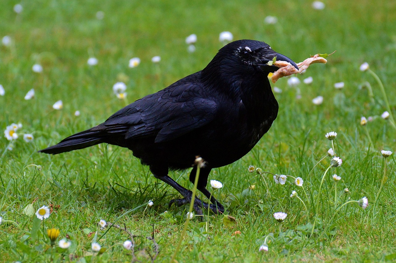 crow raven raven bird free photo