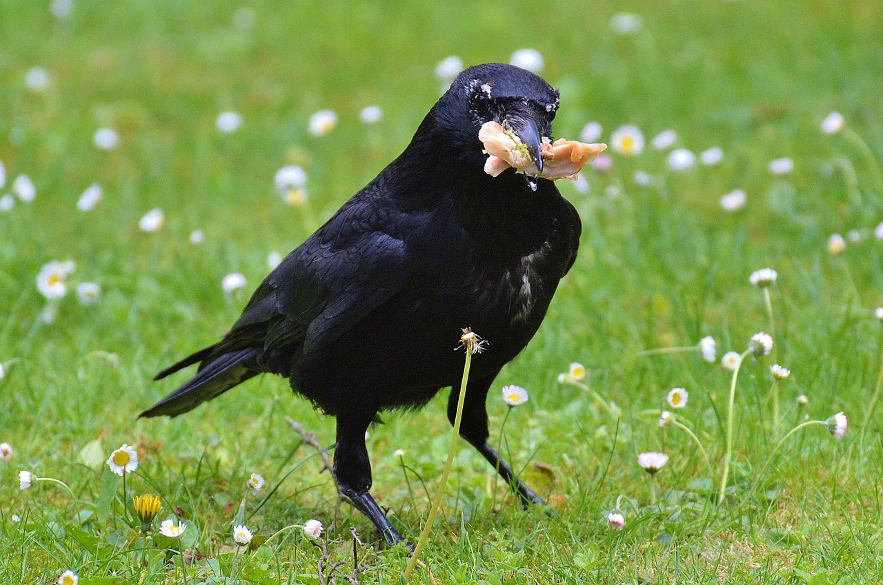 crow raven raven bird free photo