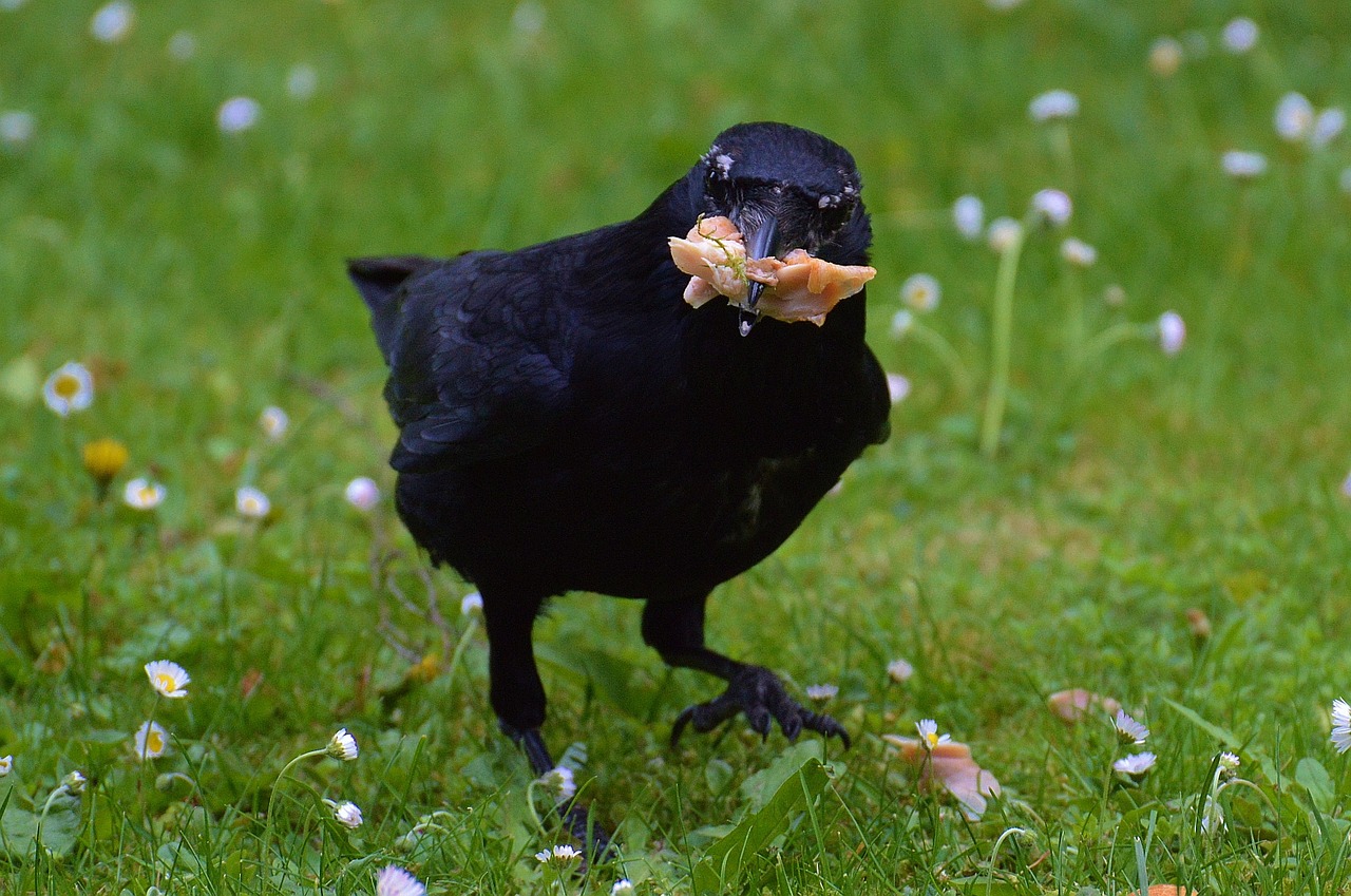 crow raven raven bird free photo