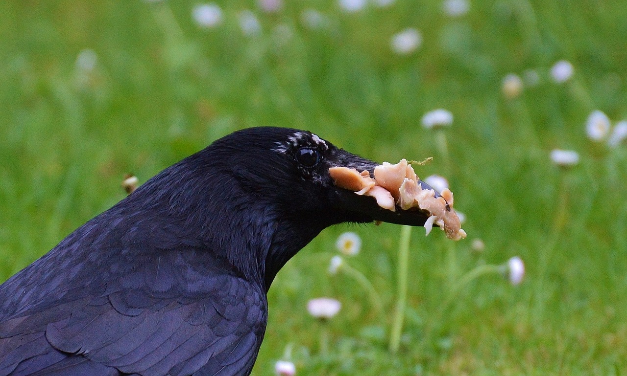 crow raven raven bird free photo