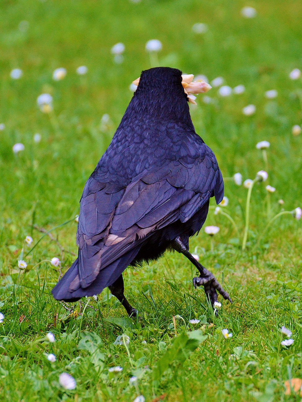 crow raven raven bird free photo