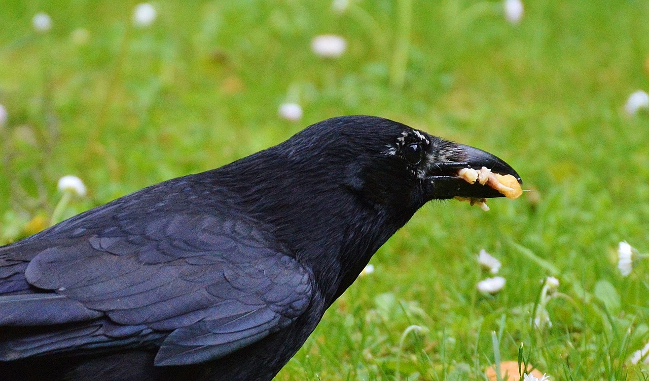 crow raven raven bird free photo