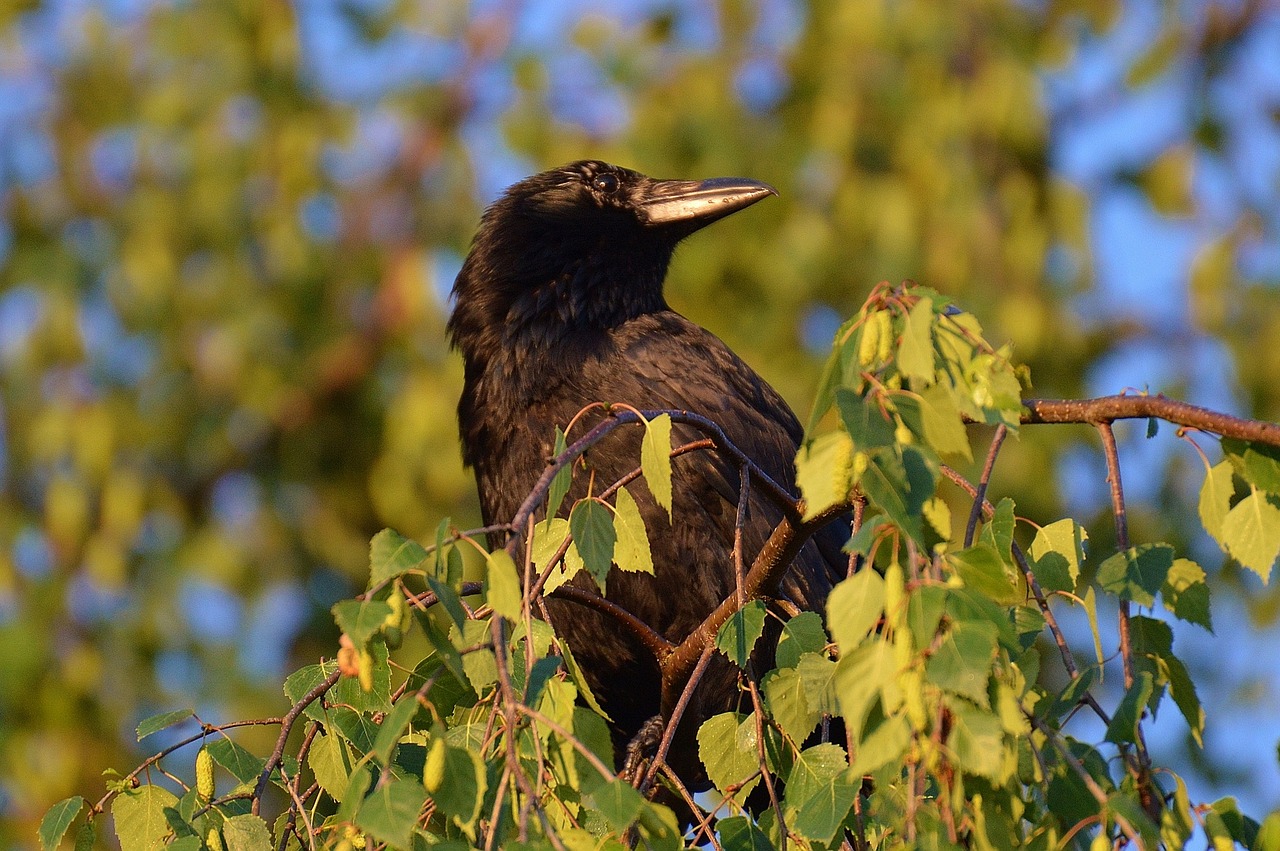 crow raven raven bird free photo