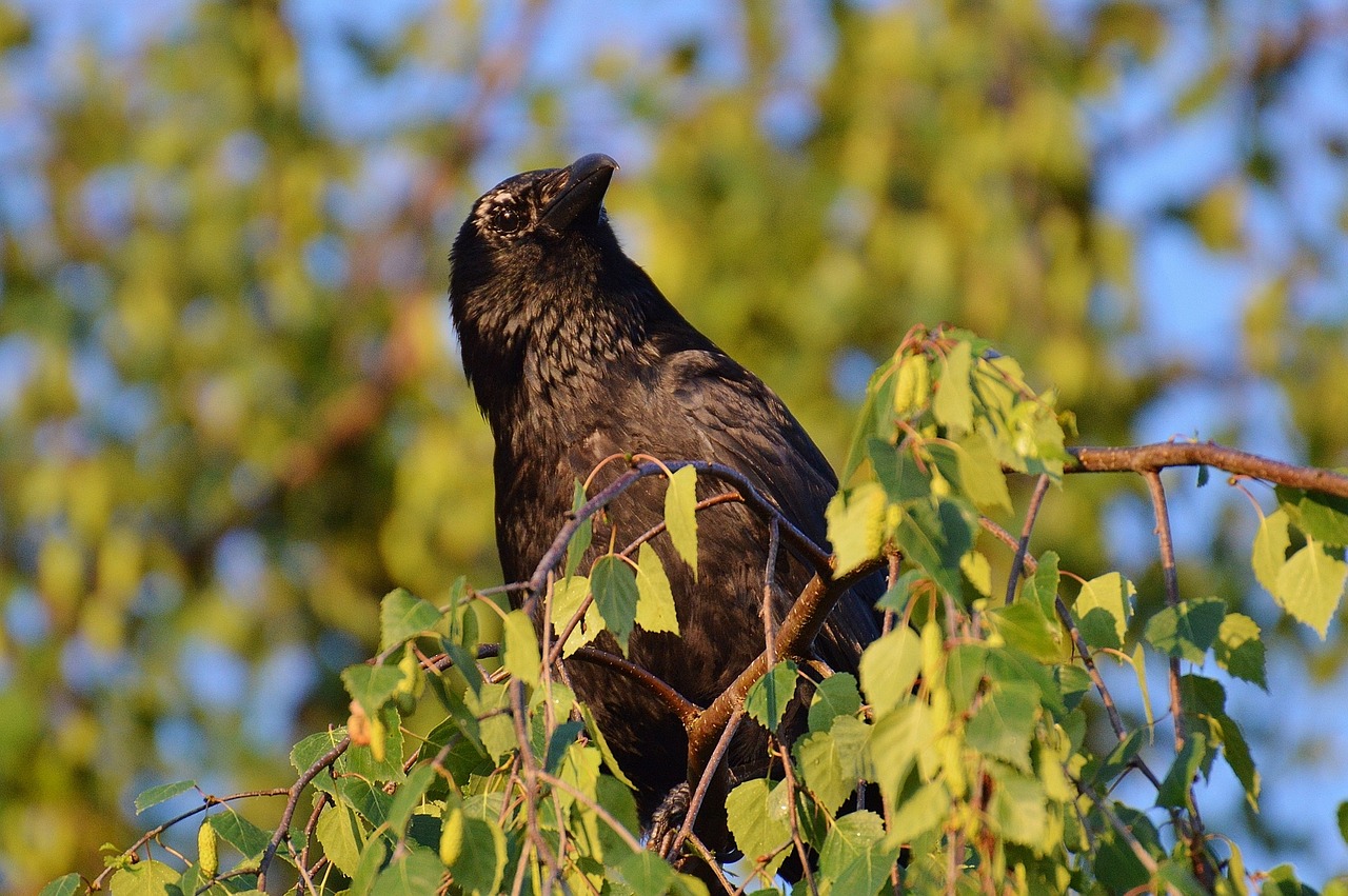 crow raven raven bird free photo