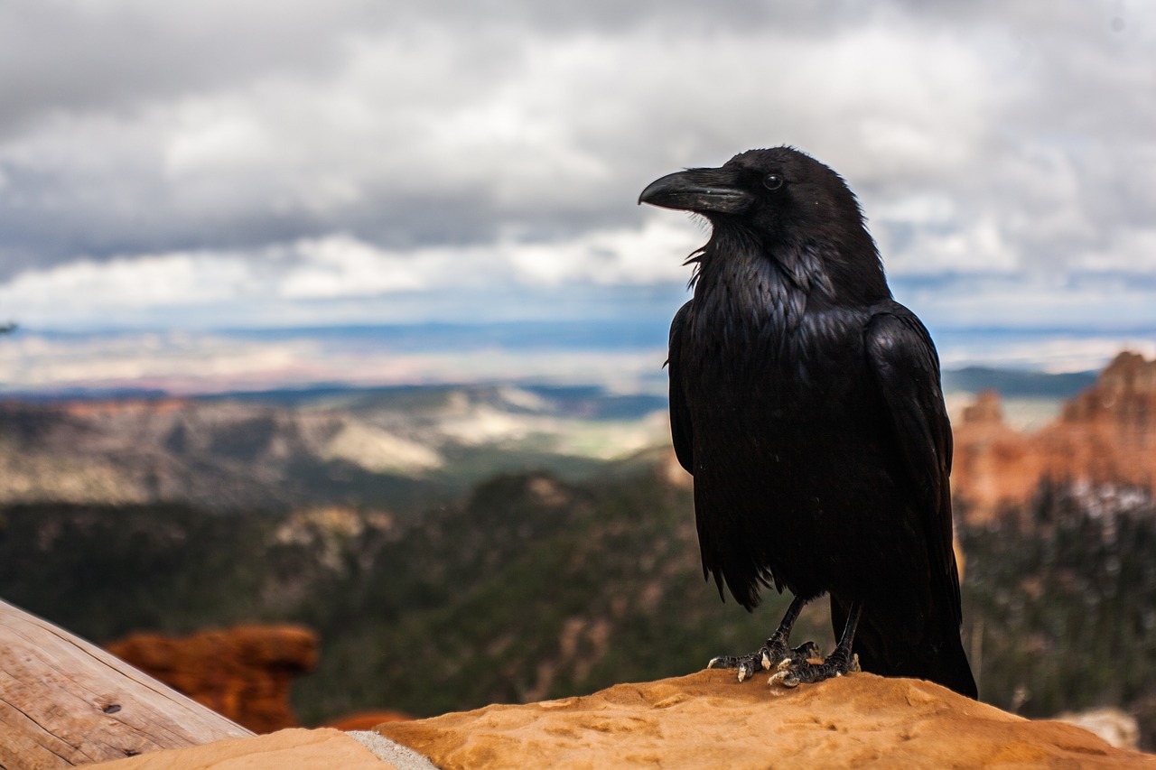 crow raven bird free photo