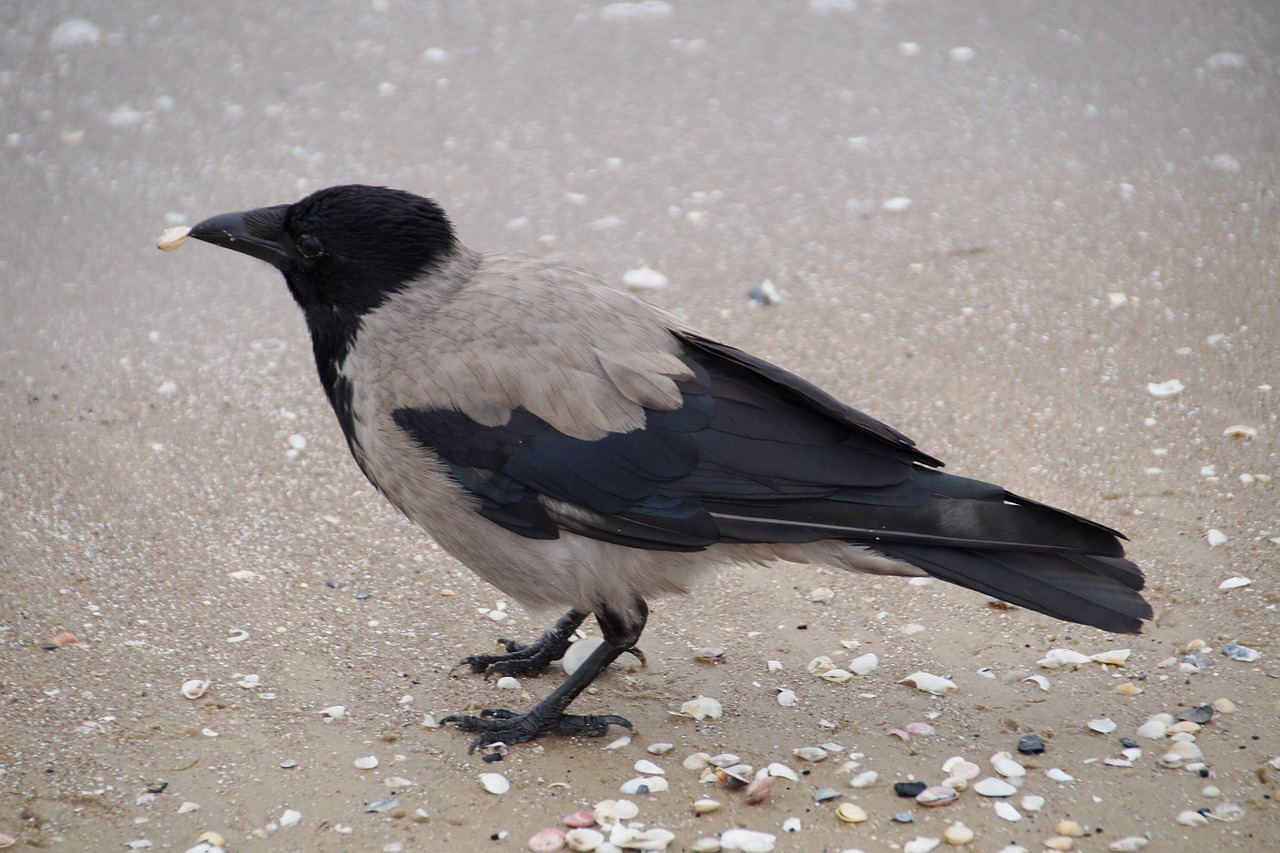 crow grey crow beach free photo
