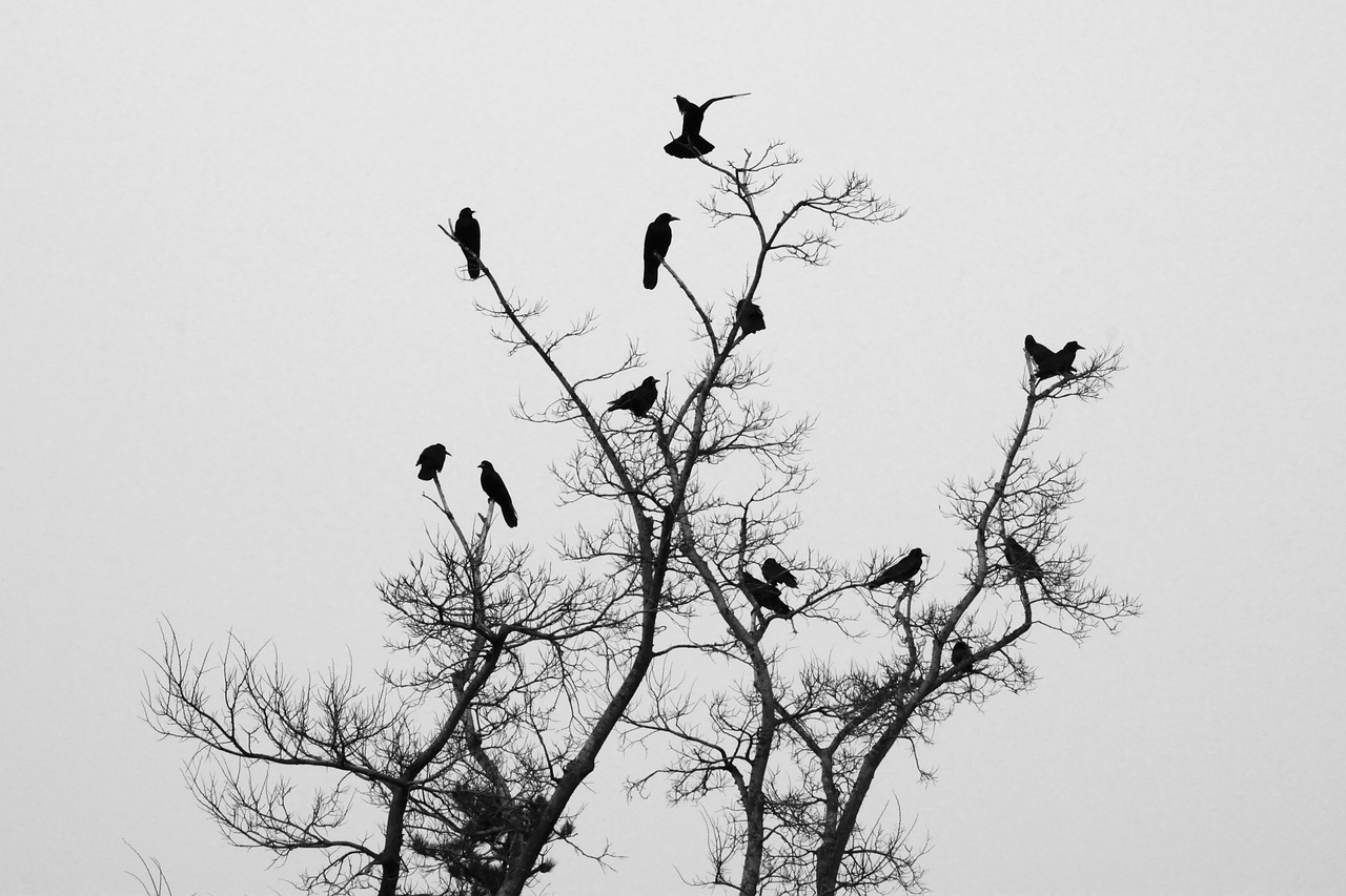 crow animal new free photo