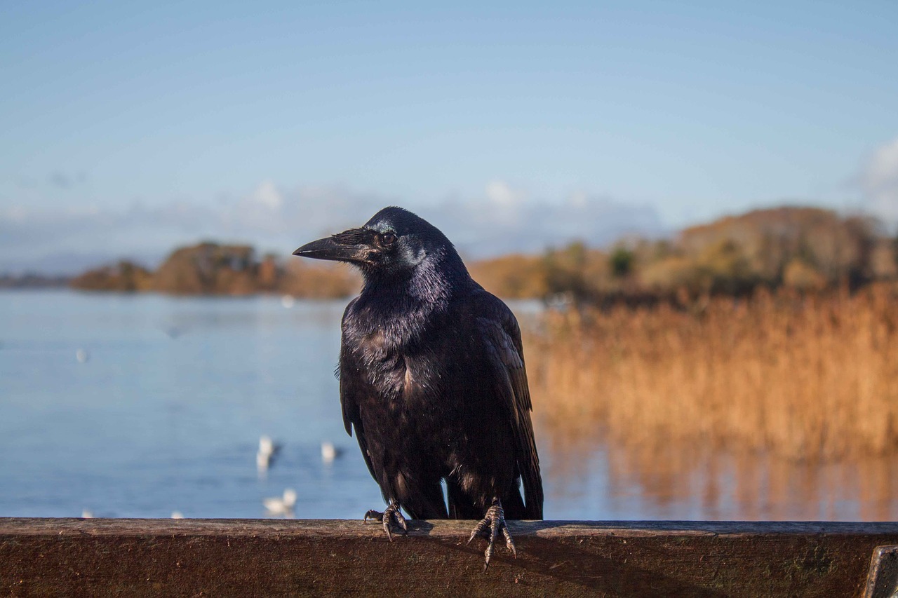 crow ireland landscapes free photo