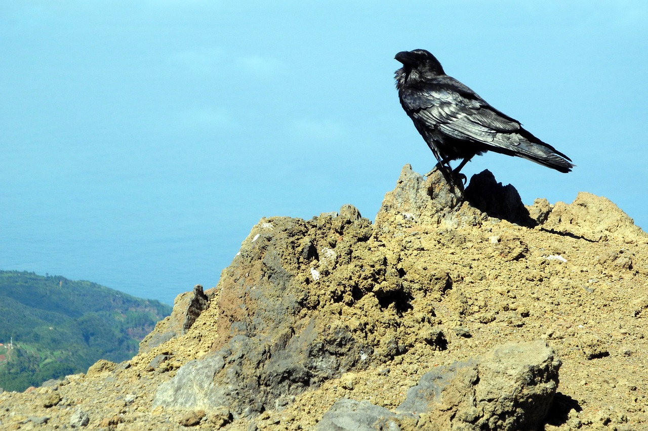 crow view high free photo