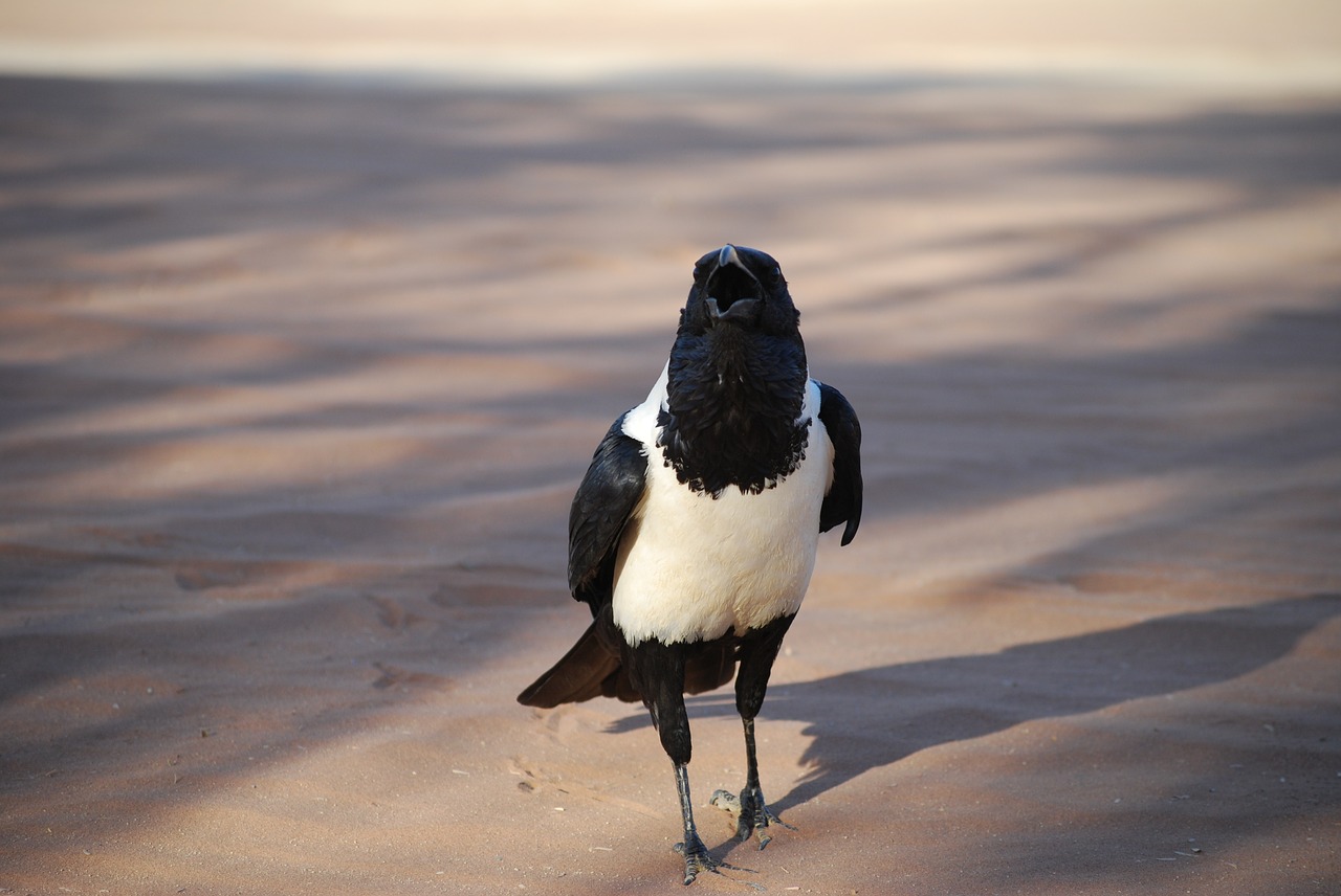 crow bird africa free photo