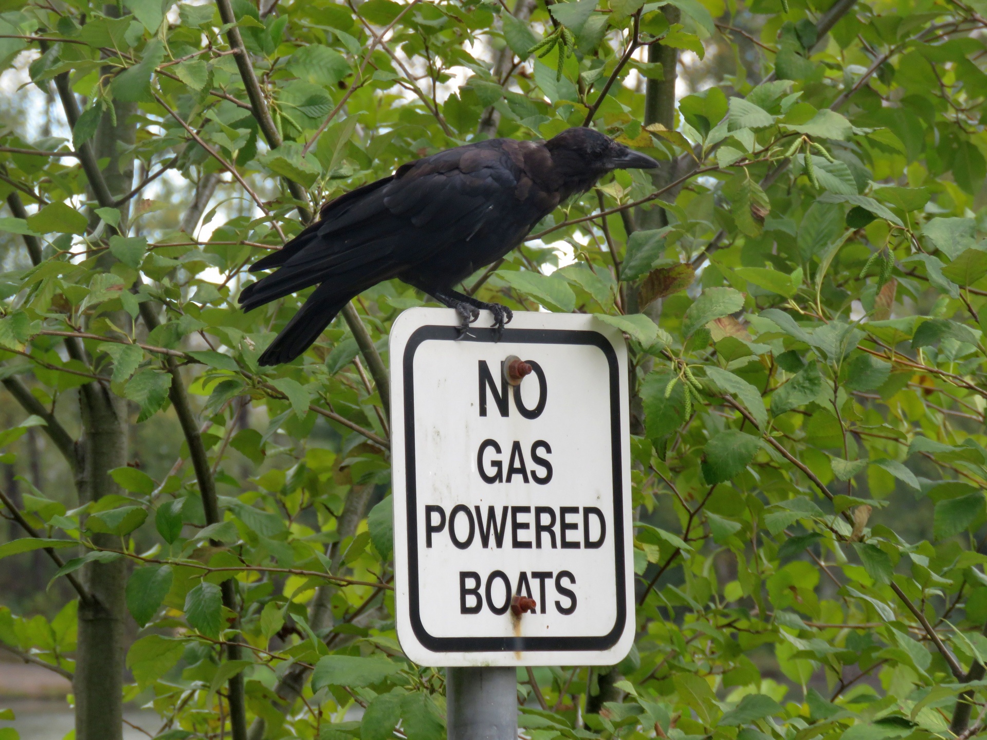 crow sign no free photo