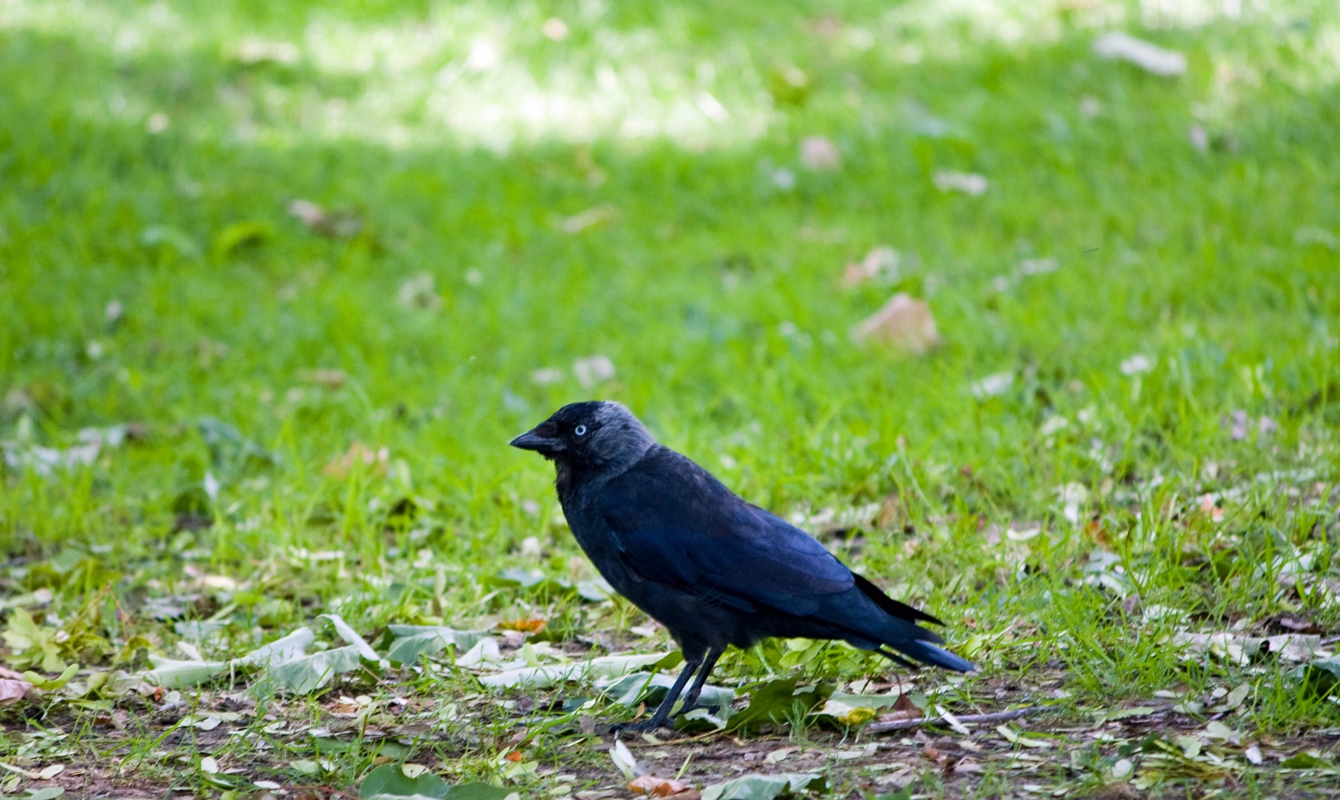 crow bird blue eyes free photo